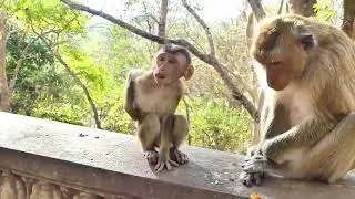 Oh Tiny BB Jessy Clever when Big Monkey T rying to G rab leave from Mom