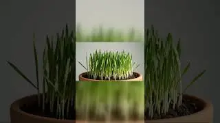 I Can&rsquo;t Stop Watching #Shorts #PlantGrowth #Timelapse