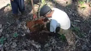 Erasmus planting Inga seedling DSC 0854