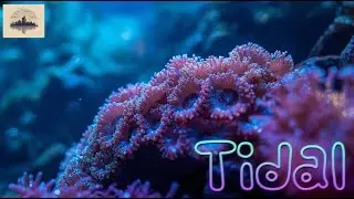Tidal - Chill Vibes - High Rise Low Tide