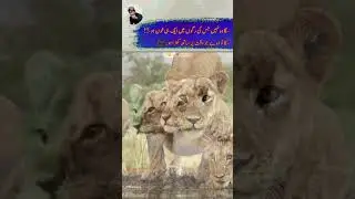 Saga Wo Nai Jo Khon,🥀💯#faithinallah #facts #reels #alpha #sher #foryou #urdu #motivation #quotes
