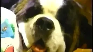 That's My Dog Sara vs. Pavlov