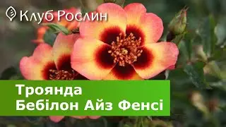 Роза Бэбилон Айз Фэнси &bull; Rose Babylon Eyes Fancy &ndash; обзор нового сорта персидской розы