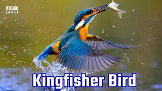 Beautiful Kingfisher with Natural Birds Sound | HRT Earth