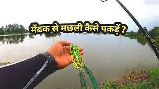 मेंढक से मछली पकड़ने का सही तरीका जानें | HOW to use FROG for catching MORE FISH ?