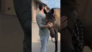 Sheikh Hamdan Crown Prince fazza 🐎👑 #sheikhhamdan #crownprinceofdubai #fazza3 #fazza #hamdan #faz3