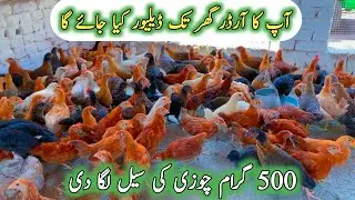 Golden Misri Murgi Farming | Murgi Sale Point Sargodha