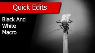 Black and White Macro Quick Edit