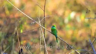 Merops orientalis or the Small Green Bee-eater catches flies on the wing
