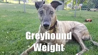 Greyhound Weight [2.9]