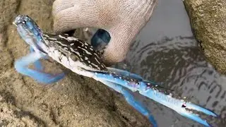 Diving to catch fish, shrimp, squid, eel, crab, lobster, Octopus, stingray, snail / Seafood 2026