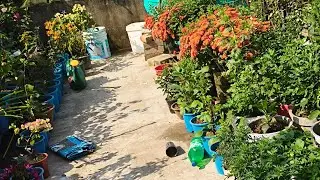 @সকালের ছাদ বাগান লাইভ ভিডিও তোমাদের সঙ্গে শেয়ার করলাম