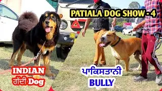 ਇੱਕ ਤੋੰ ਇੱਕ ਘੈਂਟ ਕੁੱਤਾ | Patiala Dog show 4 | Gaddi Dog || Pakistani Bully dog || @ILTILANATV