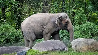 NY high court rules Bronx zoo elephant is not a person