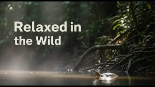 Relaxed in the Wild | Real Nature Sounds & Calm Wildlife Moments | Leafy Logic