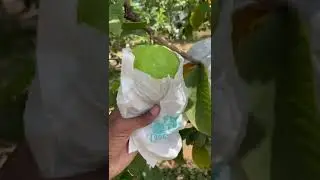 fruit tech guava bags