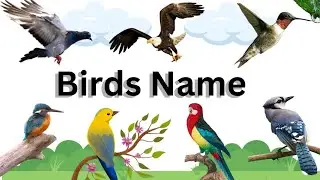 Learn Birds Names with Pictures | Easy Bird Learning for Kids | Fun English Learning