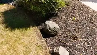 Landscaping for Home Defense