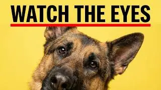 German Shepherd Loyalty: The Unforgettable Signs They've Picked You