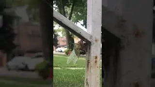 Cicada Part 2