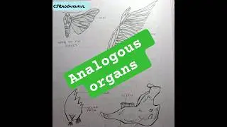 Analogous Organs | Biology | Evolution chapter PUC #evolution #biology #science @CJRaoGurukul