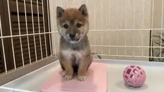 ☆可愛い白足袋の胡麻豆柴の女の子☆希少な一頭☆