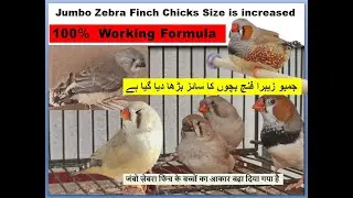 Jumbo Zebra Finch Chicks size is increased | Finches | all birds | Birds | bird breeding