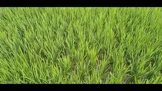 rabi season  paddy crop situations