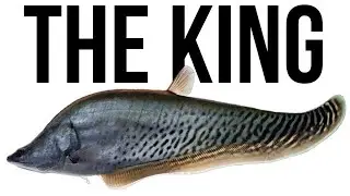The KING of all KNIFE FISH that you NEVER knew existed!