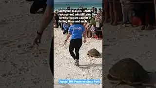 Incredible! Wounded Sea Turtle returned to the Sea. #shorts #floridastateparks #30a