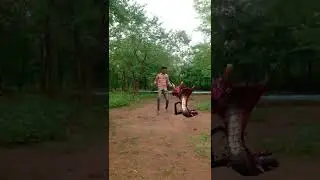 funny cobra snake vfx magic video #shorts #youtube