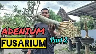 PART 2 ADENIUM FUSARIUM /BUSUK BATANG .PROGRAM CACAH AKAR EMAS
