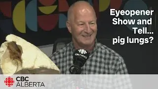 Show and tell with the Calgary Eyeopener: Pig lungs