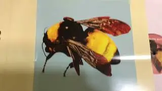 Flower boy album