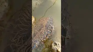 Best cast net fishing Catching big fish with cast Net fishing