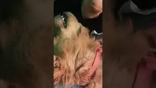 Pawsitive Vibes Only 🐶💛 | July with Hope the Golden!#viral #ytshorts #trending #golden  #puppy
