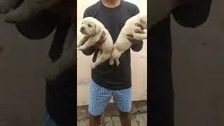 #Monty Mavi #Labrador male female puppy available #Muzaffarnagar dog Kennel