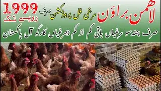 Lohmann Brown egg laying hen  #lohmannbrown