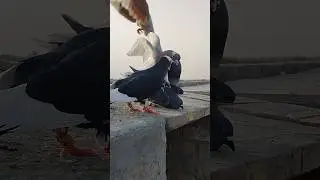 Pigeons New Video 2025 #pigeon #kabutar #shorts #training #viral #love #whatsapp #newvideo #birds