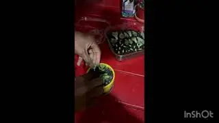 Donkey Tail and Succulent Plants Propagation !!! 🪴 