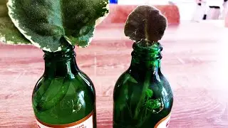 MENEKŞE YAPRAĞI NASIL KÖKLENDİRİLİR / SODA ŞİŞESİNDE MENEKŞE NASIL KÖKLENDİRİLİR #menekşeköklendirme
