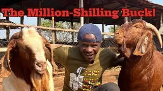 The Goat will Make you Rich . The secret to Profitable breeding  Farming