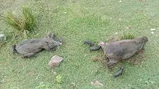 Desi piglets drinking milk from their mother @ODISHAPIGFARM,9556354031,7978740819