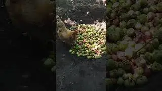 Fruit Storm! Chickens Feast on Pile of Scraps 🍇
