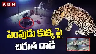 Caught On Camera: Leopard Attack On Pet Dog In Nashik @ Maharashtra || CCTV Goes Viral || ABN Telugu