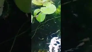 ente guppies 🥰🥰/WhatsApp videos/#guppy #shorts
