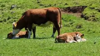 Cornwall Park Auckland , New Zealand Cows and Lambs 😍😍😍