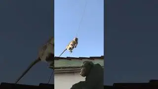 Monkey walking on wire - wow video