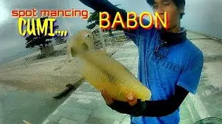 Tak di DUGA.. Spot mancing cumi pulau KELOR banyak BABONnya