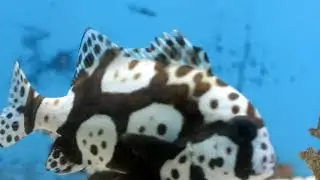 underwater nature, beautiful Ocean sea nature, relaxing Music, yoga meditation background & music